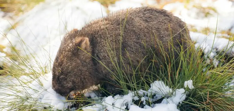 Australian Adventures: Study Travel & Tourism in Australia