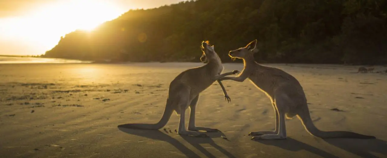 Study and Experience Australia