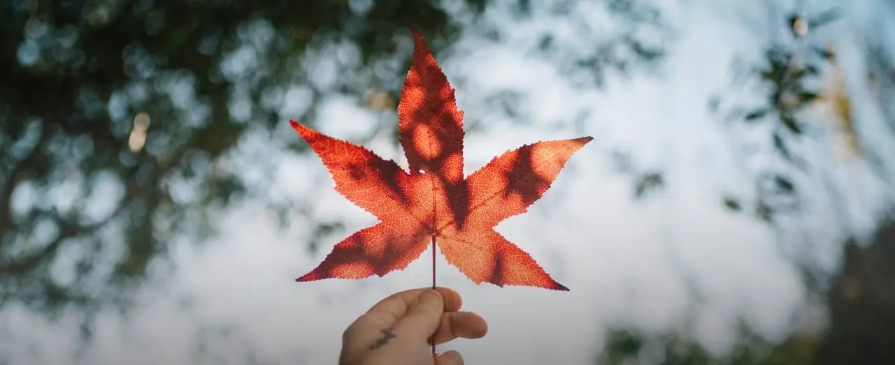 Canadian Colleges For Indian Students Following The Student Direct Stream