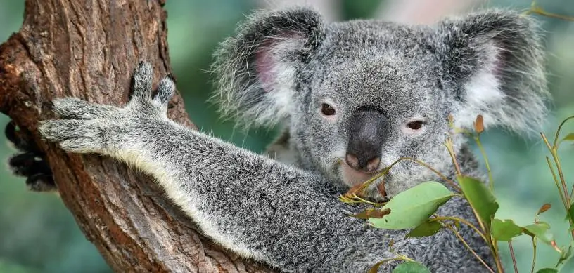 Want to study at universities in Australia?